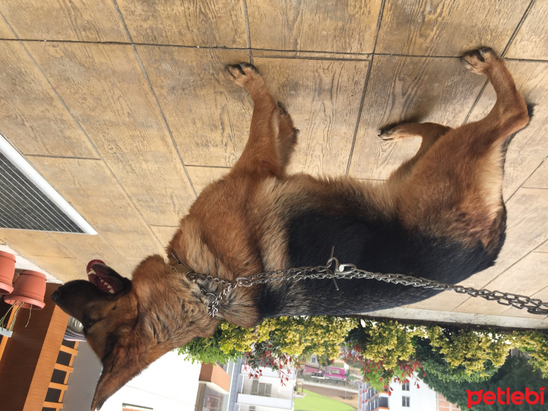 Alman Çoban Köpeği, Köpek  Mira fotoğrafı