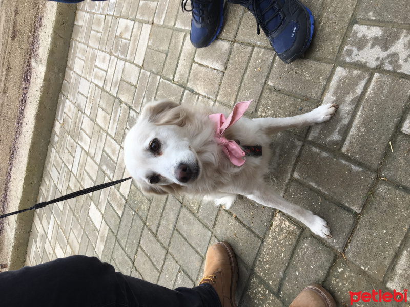 Golden Retriever, Köpek  Pakizesu fotoğrafı