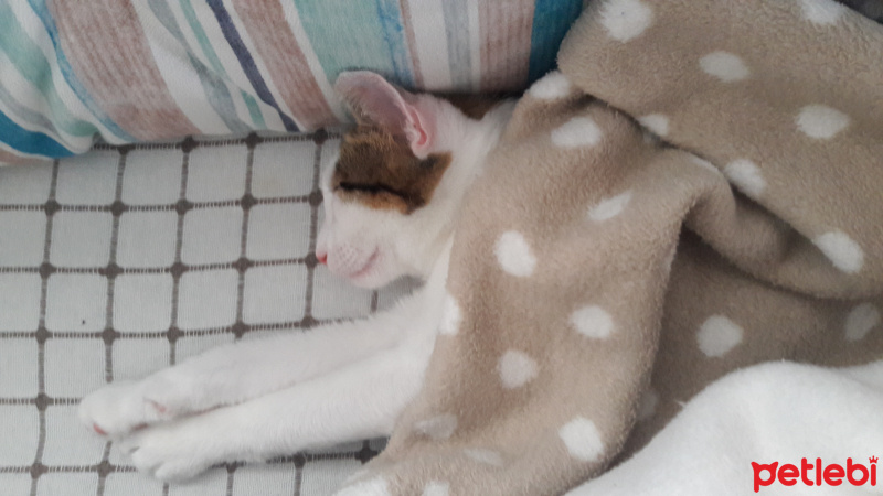 Tekir Kedi, Kedi  Papatya fotoğrafı