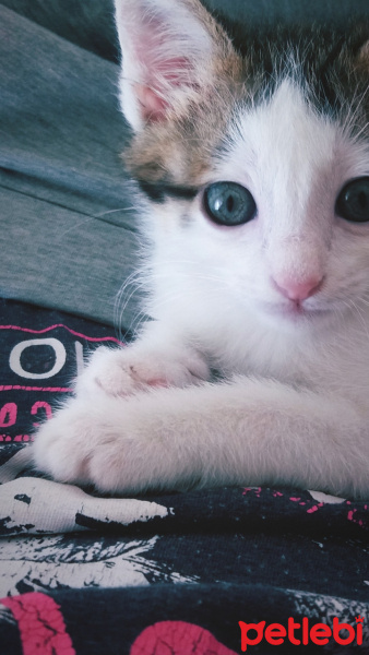 Tekir Kedi, Kedi  Papatya fotoğrafı