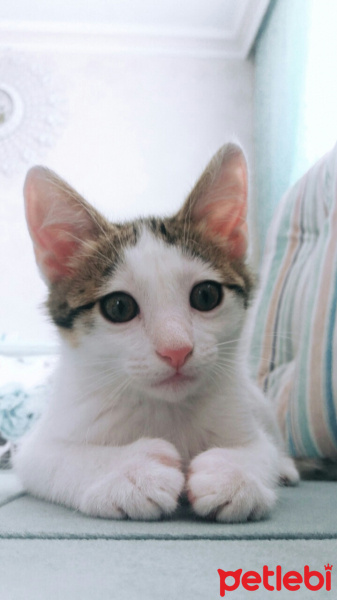 Tekir Kedi, Kedi  Papatya fotoğrafı