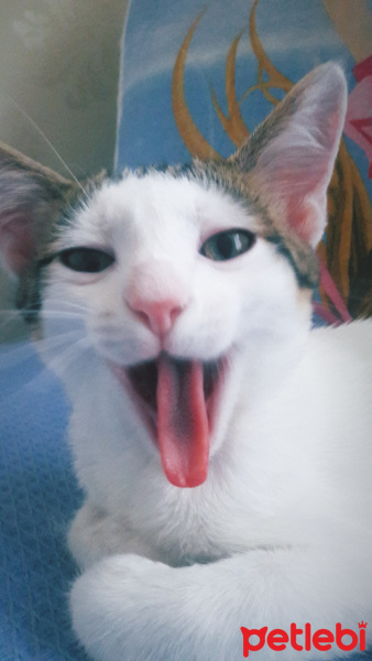 Tekir Kedi, Kedi  Papatya fotoğrafı