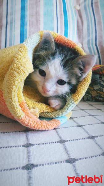 Tekir Kedi, Kedi  Papatya fotoğrafı
