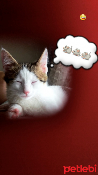 Tekir Kedi, Kedi  Papatya fotoğrafı