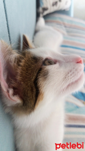 Tekir Kedi, Kedi  Papatya fotoğrafı