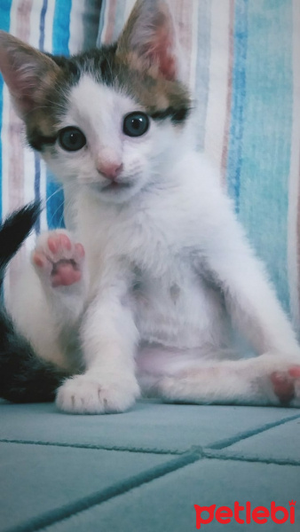 Tekir Kedi, Kedi  Papatya fotoğrafı