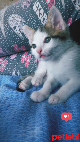 Tekir Kedi, Kedi  Papatya fotoğrafı