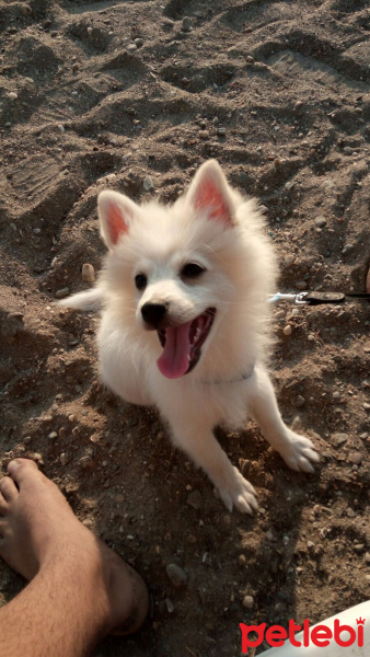 Pomeranyalı, Köpek  Ares fotoğrafı