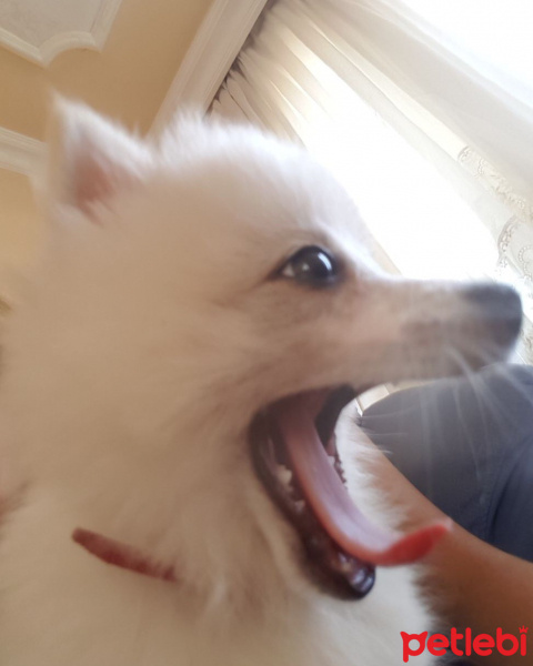 Pomeranyalı, Köpek  Ares fotoğrafı