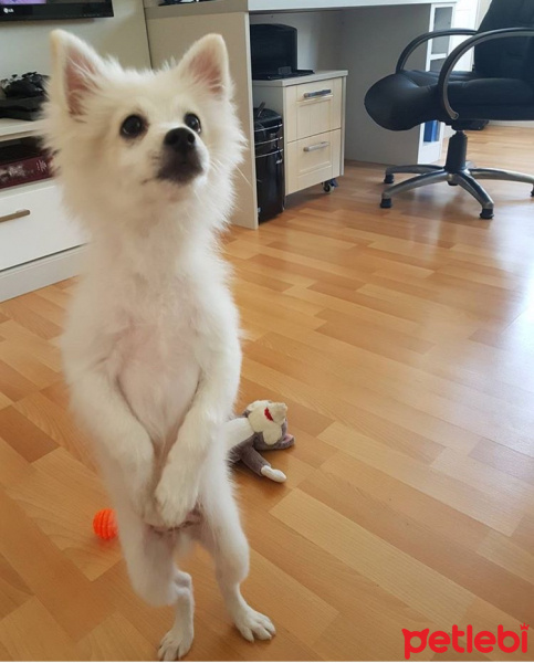 Pomeranyalı, Köpek  Ares fotoğrafı