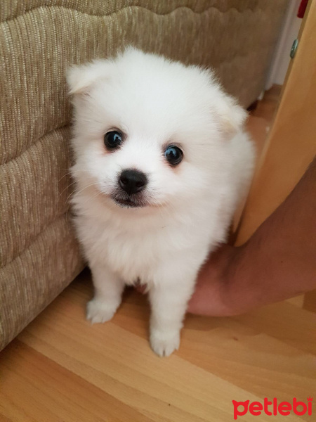 Pomeranyalı, Köpek  Ares fotoğrafı