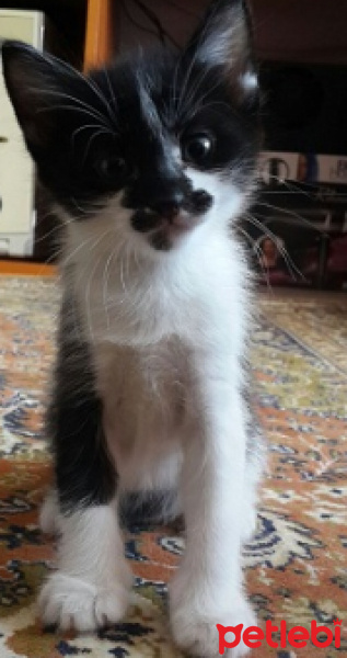 Tuxedo (Smokin) Kedi, Kedi  Smok fotoğrafı
