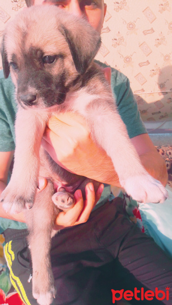 Kangal, Köpek  Henüz koyulmadı fotoğrafı