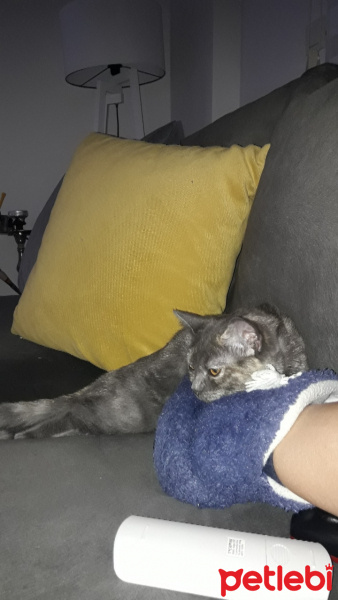 Tekir Kedi, Kedi  Nakla fotoğrafı