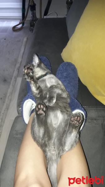 Tekir Kedi, Kedi  Nakla fotoğrafı