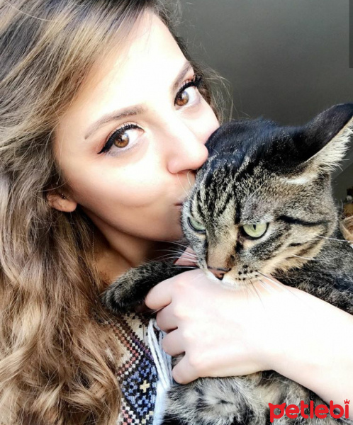 Tekir Kedi, Kedi  Çilek fotoğrafı