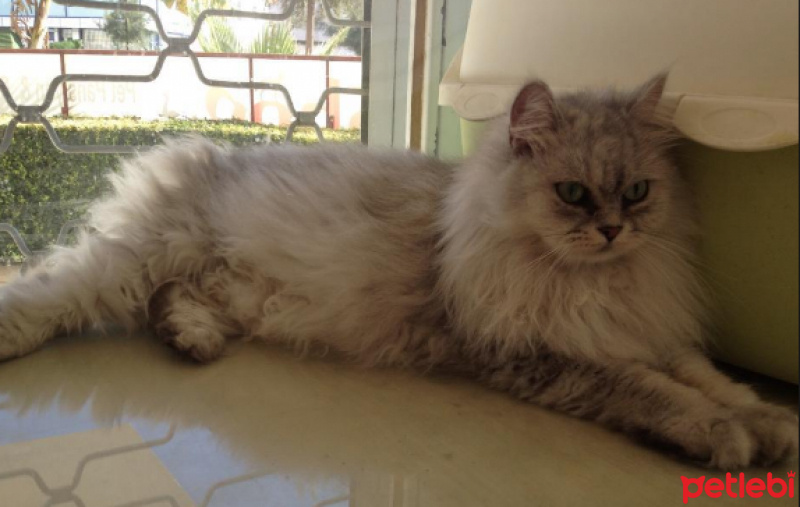 Chinchilla, Kedi  Zeus fotoğrafı