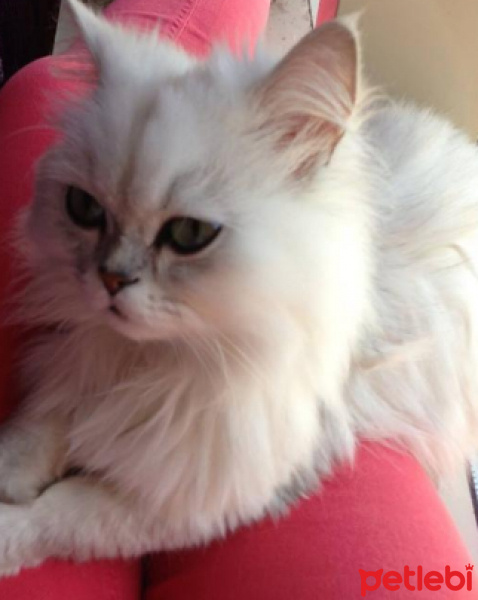 Chinchilla, Kedi  Pamuk fotoğrafı