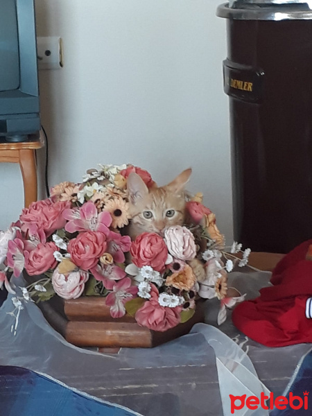 Tekir Kedi, Kedi  Merlin fotoğrafı