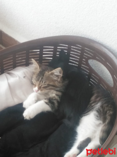 Tekir Kedi, Kedi  Gece fotoğrafı