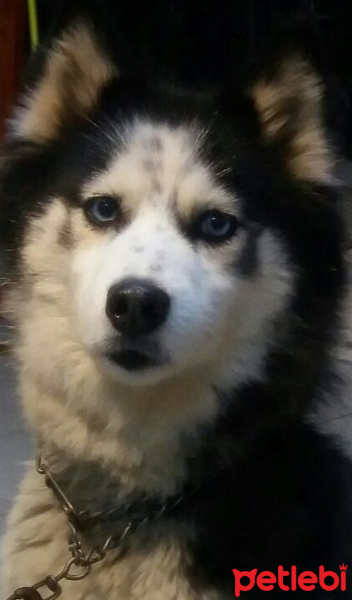 Sibirya Kurdu (Husky), Köpek  Şara fotoğrafı