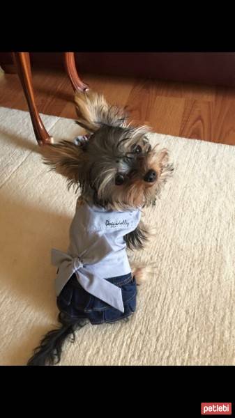 Yorkshire Terrier, Köpek  Mişa  fotoğrafı