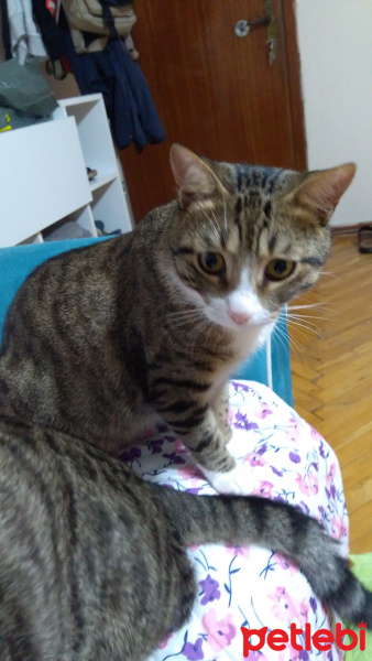 Tekir Kedi, Kedi  Ayvaz fotoğrafı