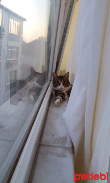 Tekir Kedi, Kedi  Ayvaz fotoğrafı