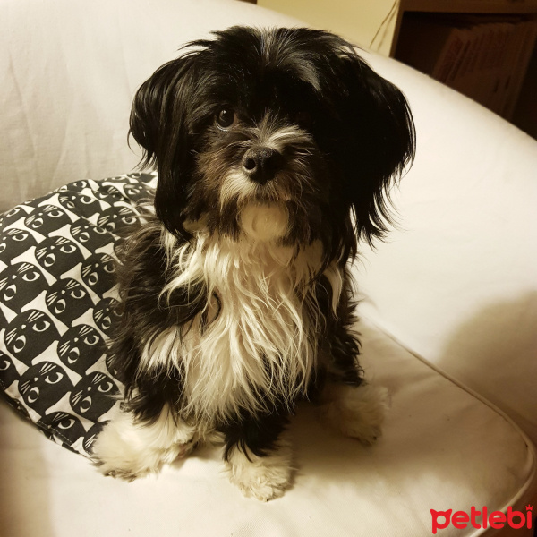 Shih Tzu, Köpek  Chunli fotoğrafı