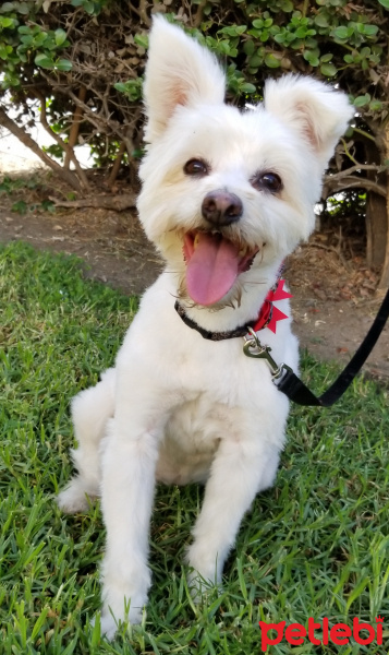 Maltese, Köpek  miço fotoğrafı