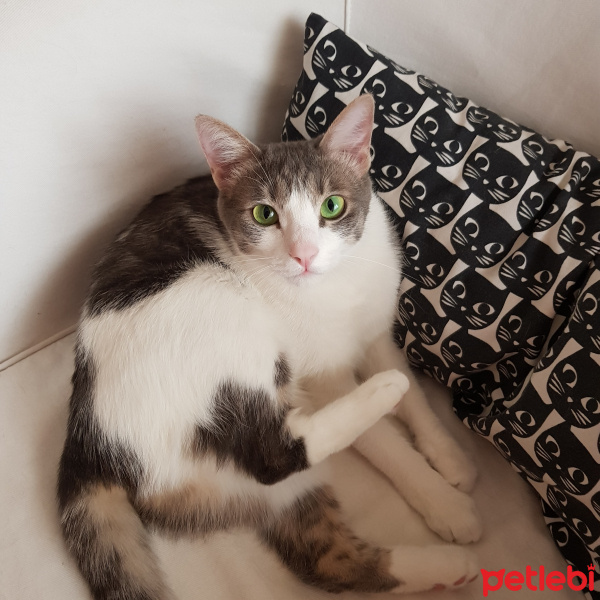 Tekir Kedi, Kedi  Pinky fotoğrafı