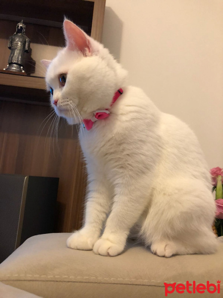 British Shorthair, Kedi  Mia fotoğrafı