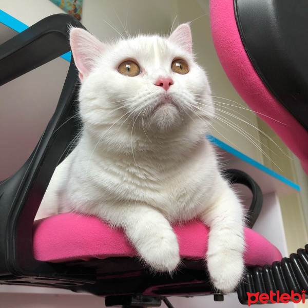British Shorthair, Kedi  Mia fotoğrafı