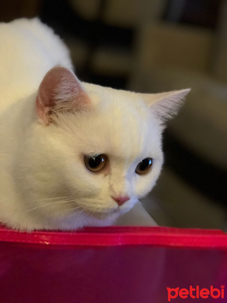 British Shorthair, Kedi  Mia fotoğrafı