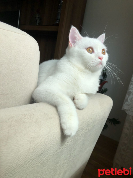 British Shorthair, Kedi  Mia fotoğrafı