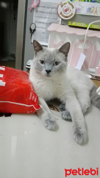 British Shorthair, Kedi  Sisi fotoğrafı