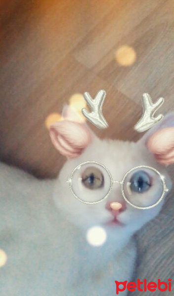 Van Kedisi, Kedi  Minnoş fotoğrafı
