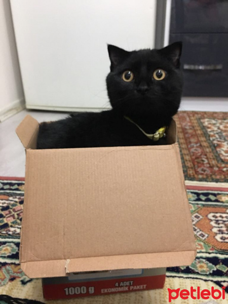 British Shorthair, Kedi  Oreo fotoğrafı
