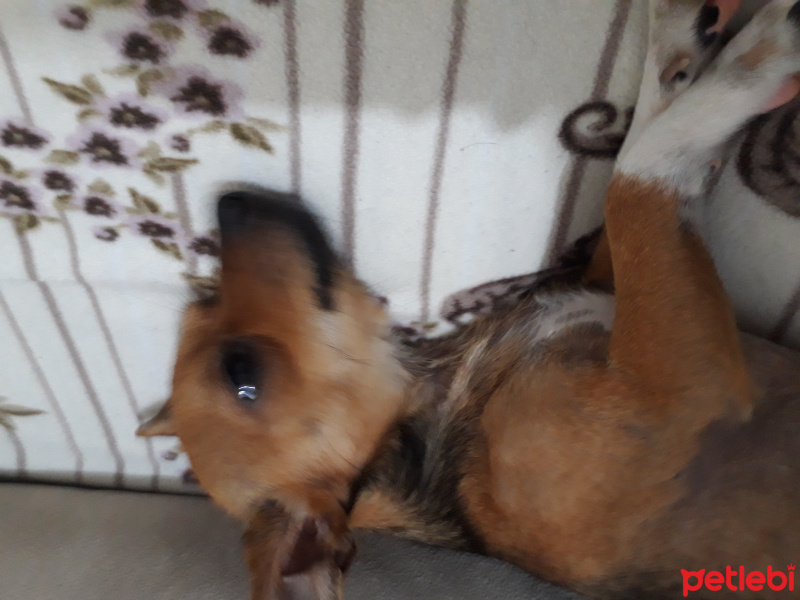 Chihuahua, Köpek  Zeus fotoğrafı