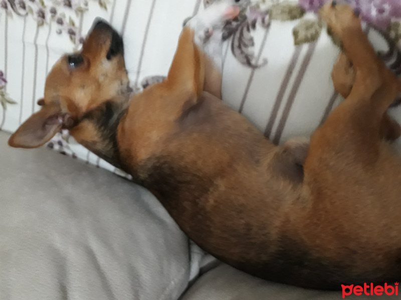 Chihuahua, Köpek  Zeus fotoğrafı