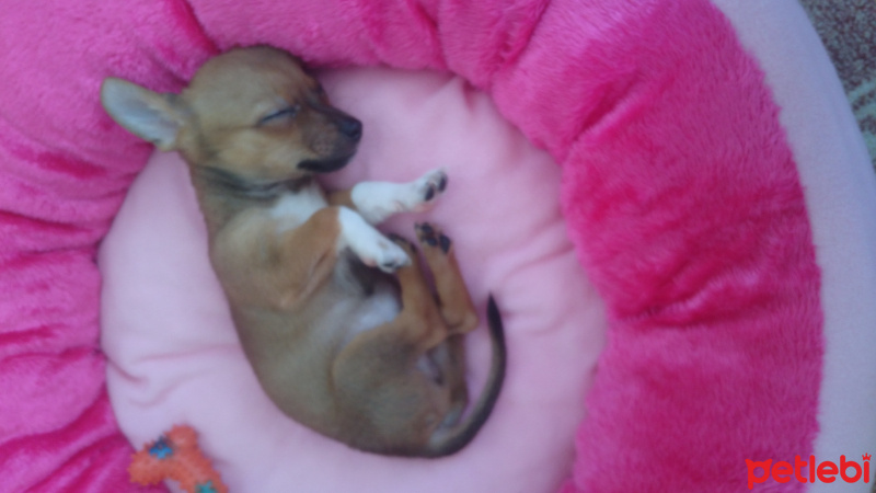 Chihuahua, Köpek  Zeus fotoğrafı