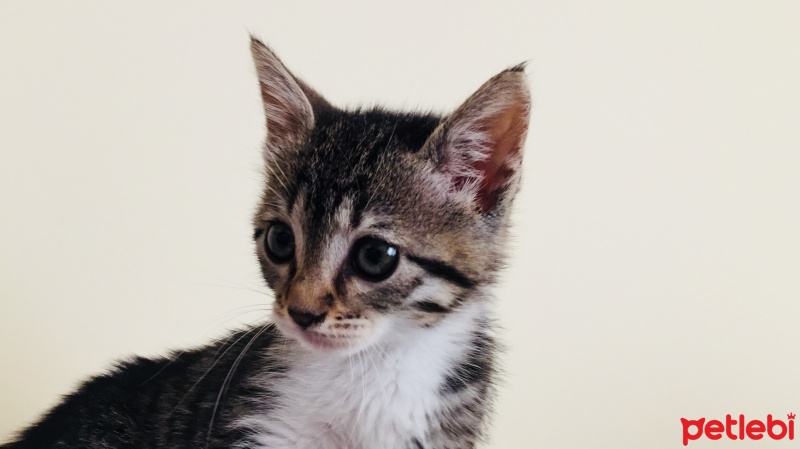 Tekir Kedi, Kedi  Monika fotoğrafı