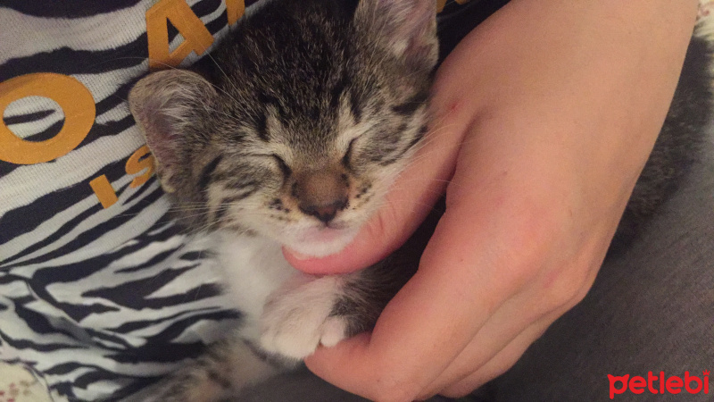 Tekir Kedi, Kedi  Monika fotoğrafı
