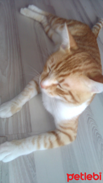 American Shorthair, Kedi  Garfi fotoğrafı