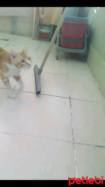 American Shorthair, Kedi  Garfi fotoğrafı