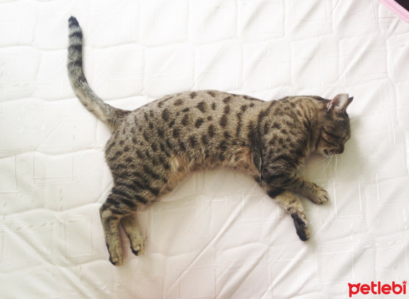 Tekir Kedi, Kedi  Benekli fotoğrafı