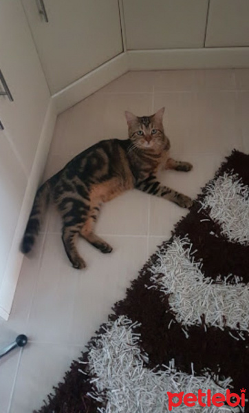 Tekir Kedi, Kedi  Sherlock fotoğrafı