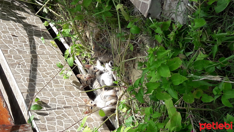 Tekir Kedi, Kedi  Isimsizler fotoğrafı