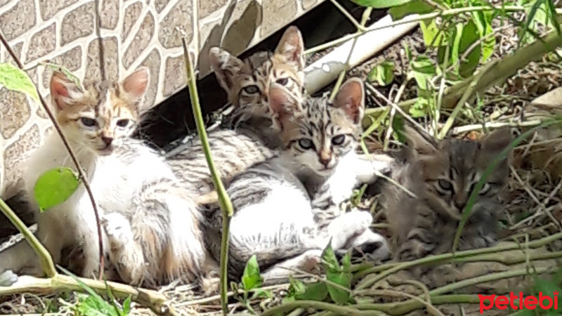 Tekir Kedi, Kedi  Isimsizler fotoğrafı