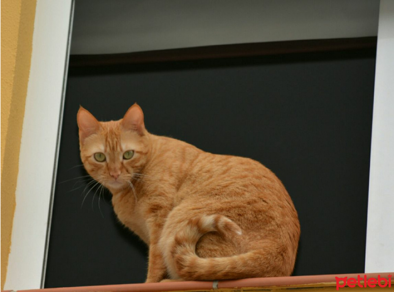Tekir Kedi, Kedi  Reçel fotoğrafı